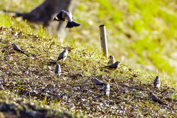 Japanese Grosbeak 厚木つつじの丘公園 Thu, 1/25/2024