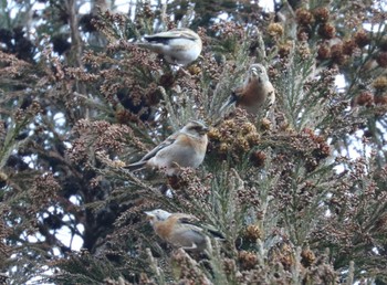 Brambling Hayatogawa Forest Road Sat, 1/27/2024