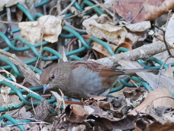 Japanese Accentor Hayatogawa Forest Road Mon, 1/29/2024