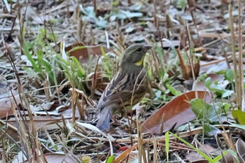 アオジ 葛西臨海公園 2024年1月29日(月)