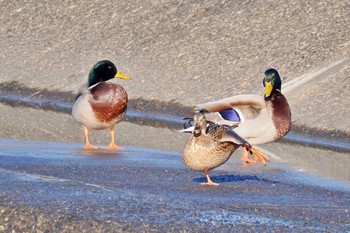 マガモ 葛西臨海公園 2024年1月29日(月)