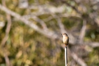 Daurian Redstart 桶ケ谷沼 Sun, 1/28/2024