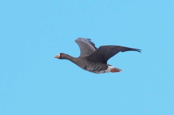 Greater White-fronted Goose Izunuma Sat, 1/27/2024