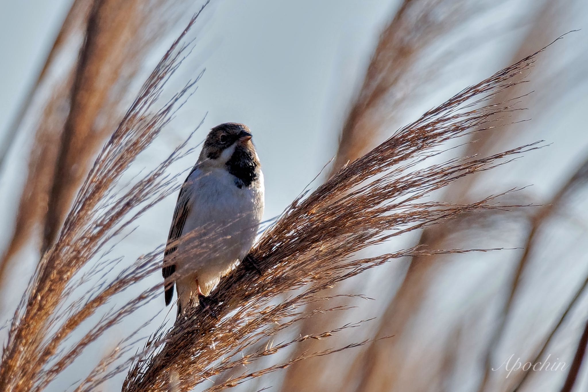 Pallas's Reed Bunting