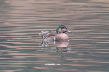 トモエガモ 明石公園 2023年12月31日(日)