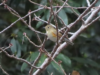 Red-flanked Bluetail Nara Park Sun, 1/28/2024