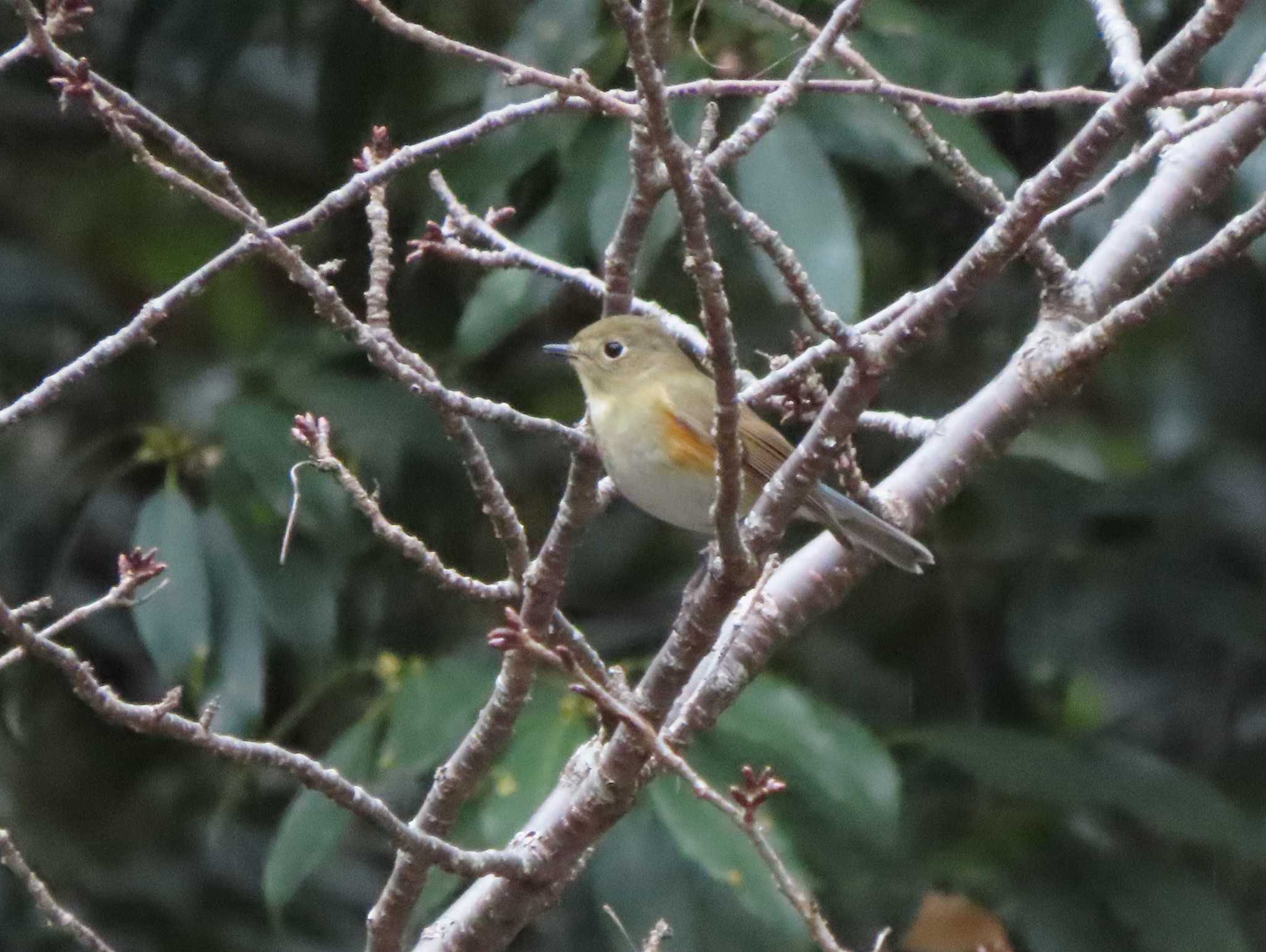 Red-flanked Bluetail