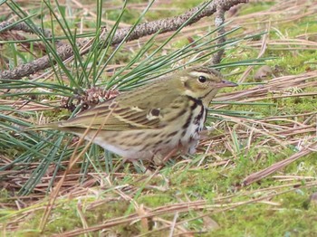 Olive-backed Pipit Nara Park Sun, 1/28/2024