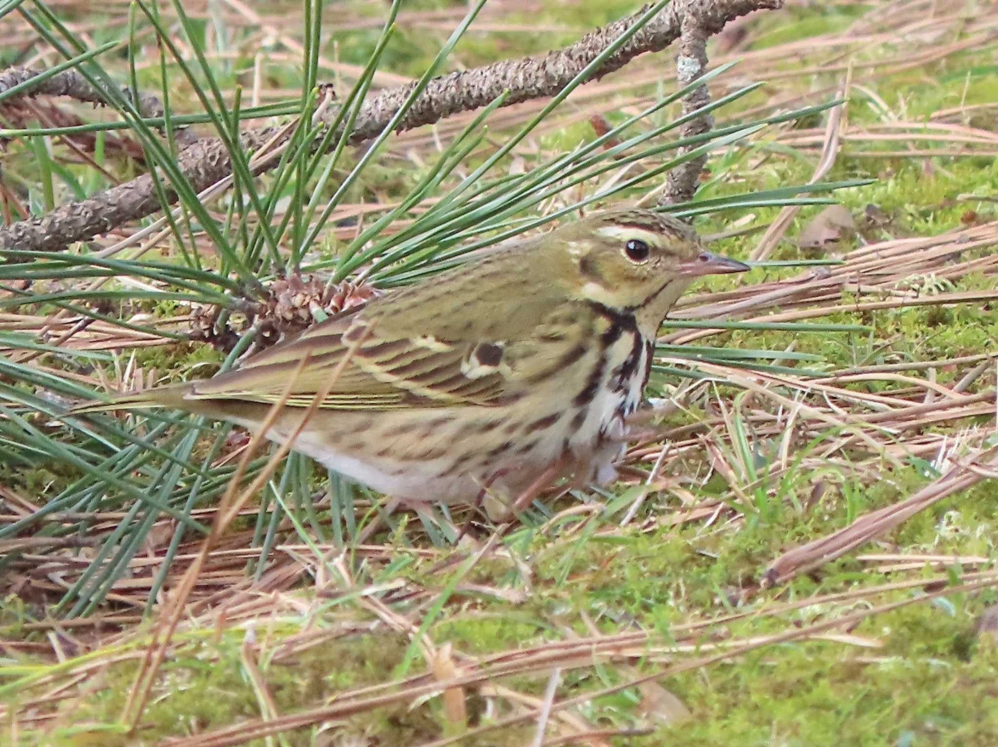 Olive-backed Pipit