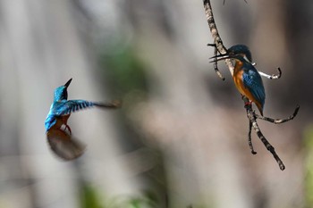 カワセミ 名城公園 2024年1月29日(月)