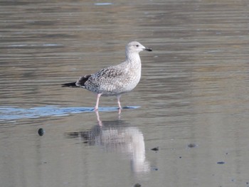 Vega Gull 焼津市 Mon, 1/29/2024