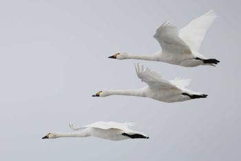 Tundra Swan 滋賀県湖北 Sun, 1/28/2024