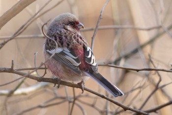 Siberian Long-tailed Rosefinch Unknown Spots Sun, 1/28/2024