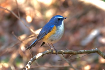 Red-flanked Bluetail 海上の森 Mon, 1/29/2024