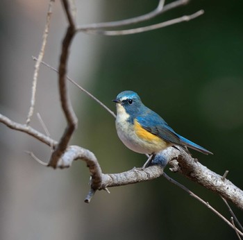 Red-flanked Bluetail 東京都多摩地域 Thu, 1/11/2024