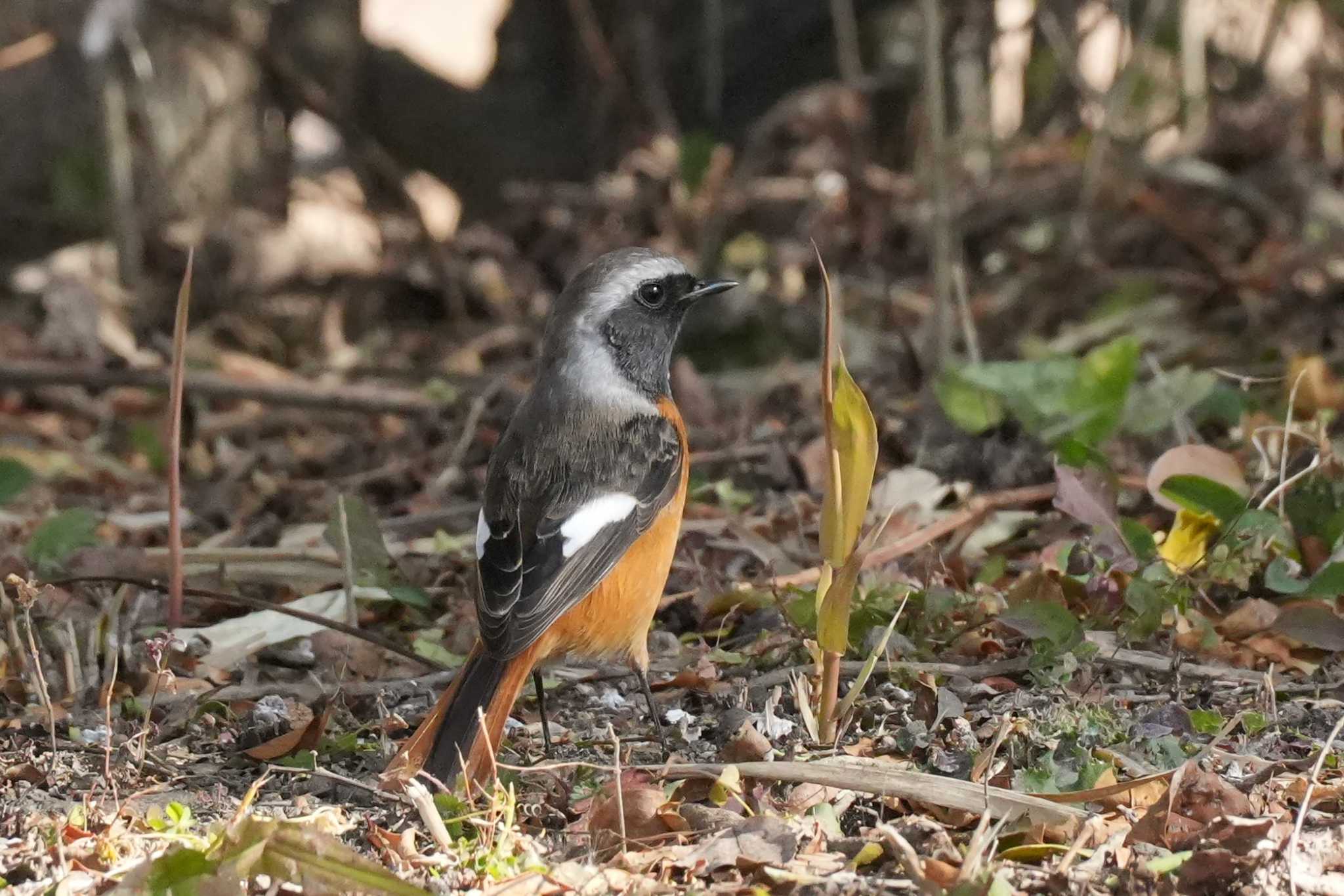 埼玉県 ジョウビタキの写真 by どばと