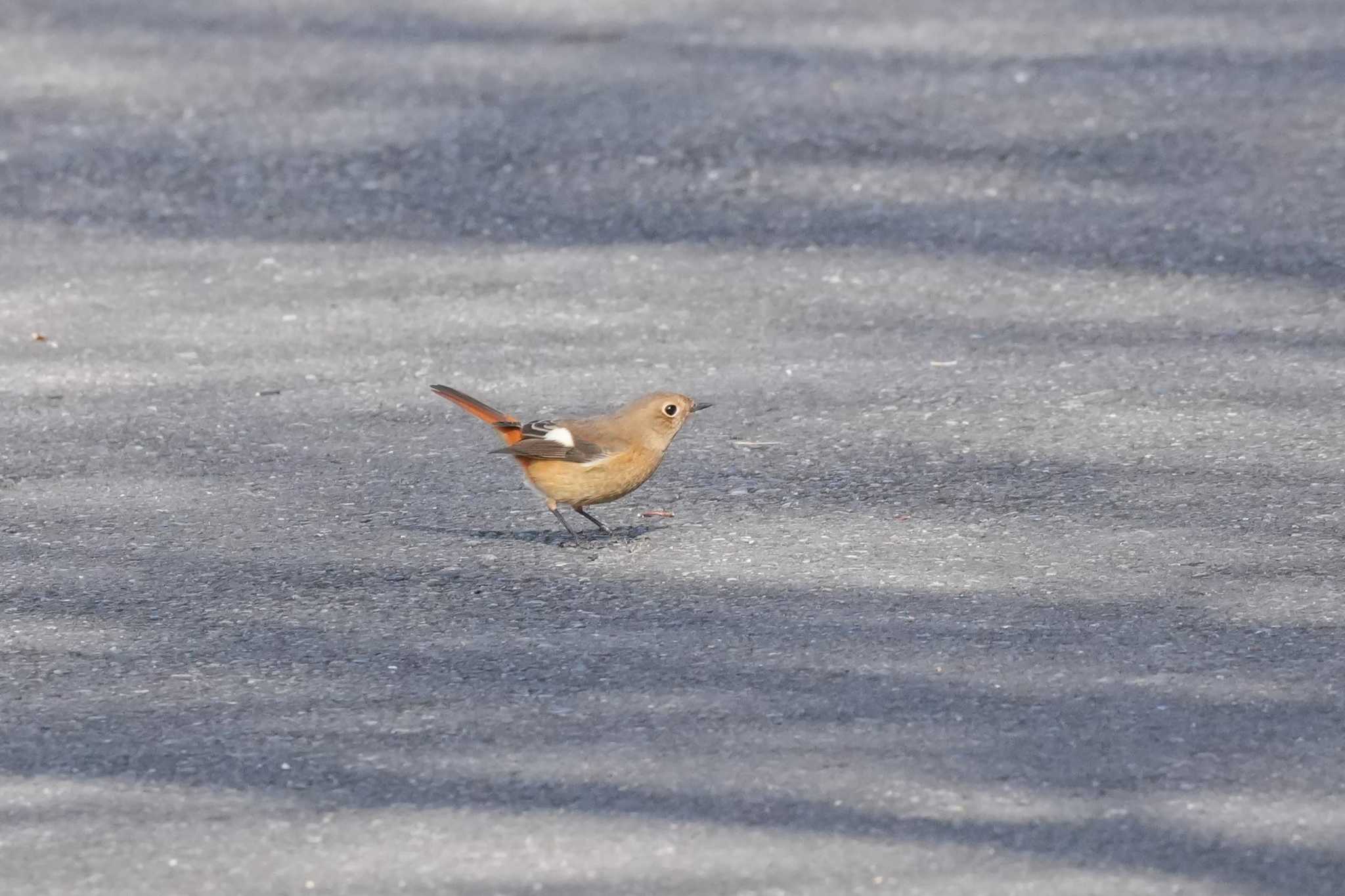 埼玉県 ジョウビタキの写真 by どばと