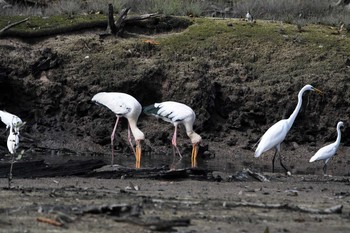 シロトキコウ Sungei Buloh Wetland Reserve 2018年11月10日(土)