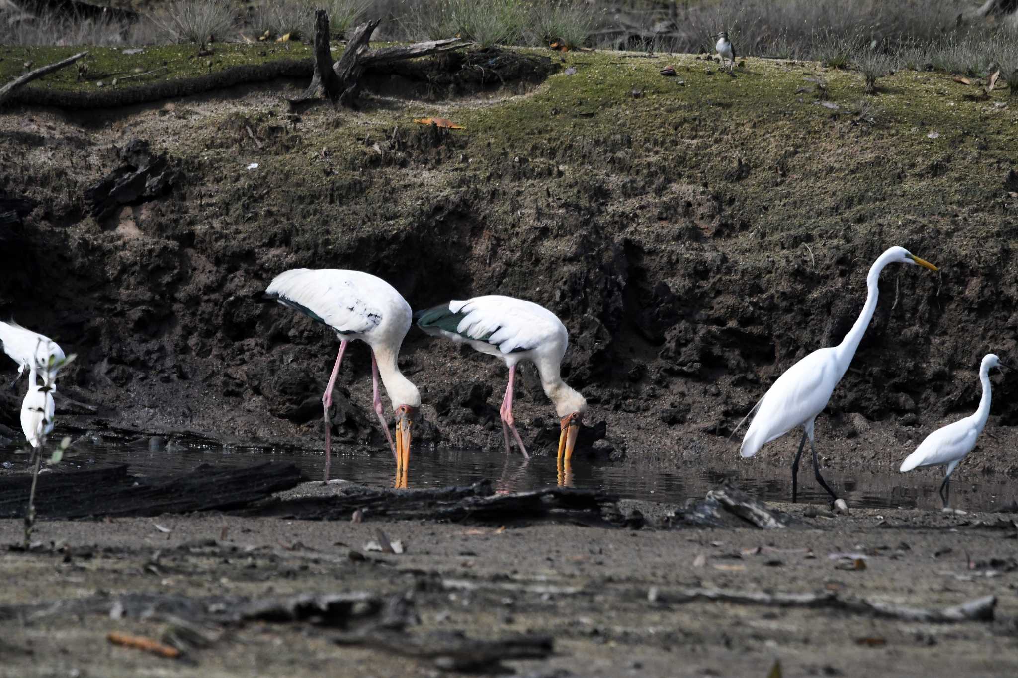 Photo of Milky Stork at Sungei Buloh Wetland Reserve by あひる