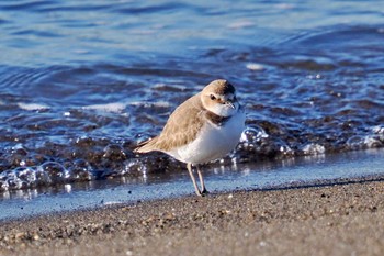 Kentish Plover Kasai Rinkai Park Mon, 1/29/2024