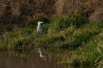 2024年1月28日(日) 笛吹市の野鳥観察記録