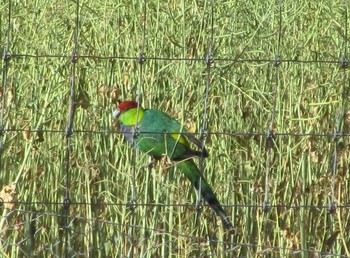 Red-capped Parrot