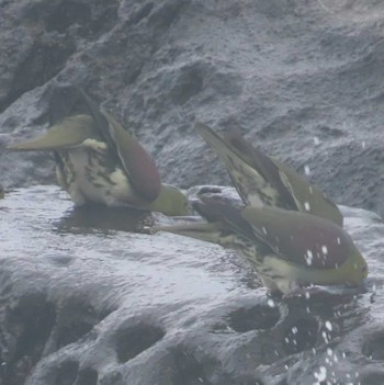 White-bellied Green Pigeon Terugasaki Beach Sat, 7/8/2023