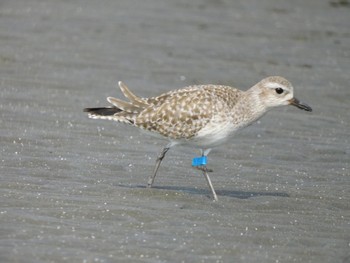 ダイゼン ふなばし三番瀬海浜公園 2024年1月28日(日)