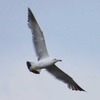 Black-tailed Gull 酒匂川河口 Sat, 7/8/2023