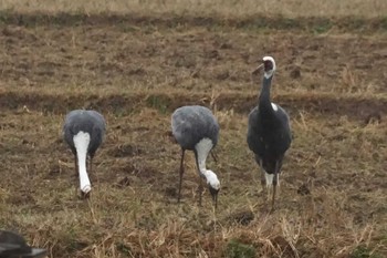 White-naped Crane Izumi Crane Observation Center Sun, 1/28/2024