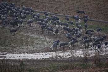 Unknown Species Izumi Crane Observation Center Sun, 1/28/2024