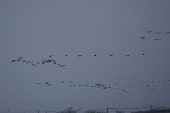 Unknown Species Izumi Crane Observation Center Sun, 1/28/2024