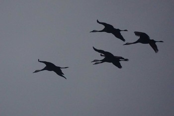 Hooded Crane Izumi Crane Observation Center Sun, 1/28/2024