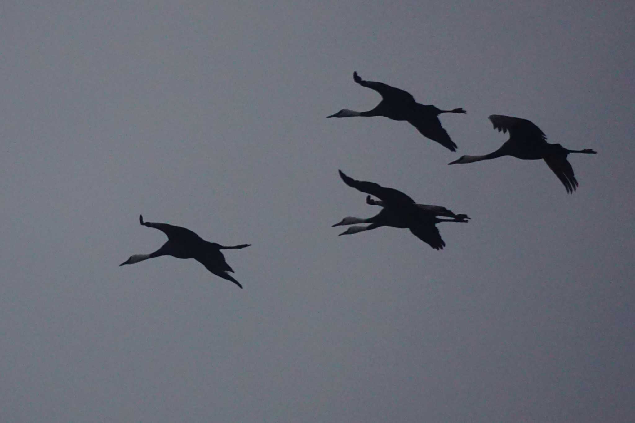 Hooded Crane