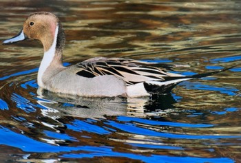 2024年1月29日(月) 隅田川テラスの野鳥観察記録