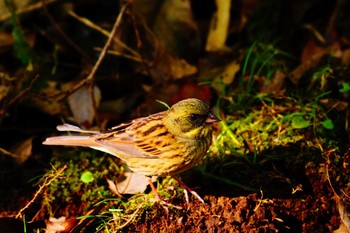 2018年11月11日(日) 明治神宮の野鳥観察記録