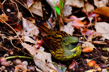 Masked Bunting Meiji Jingu(Meiji Shrine) Sun, 11/11/2018