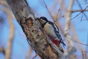 Great Spotted Woodpecker 恵庭公園 Mon, 1/29/2024