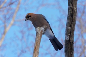 Eurasian Jay(brandtii) 恵庭公園 Mon, 1/29/2024