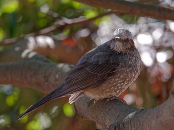 Brown-eared Bulbul 横浜市立金沢自然公園 Mon, 1/29/2024