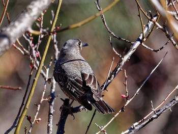 Blue Rock Thrush 横浜市立金沢自然公園 Mon, 1/29/2024