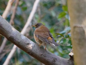 Pale Thrush 横浜市立金沢自然公園 Mon, 1/29/2024