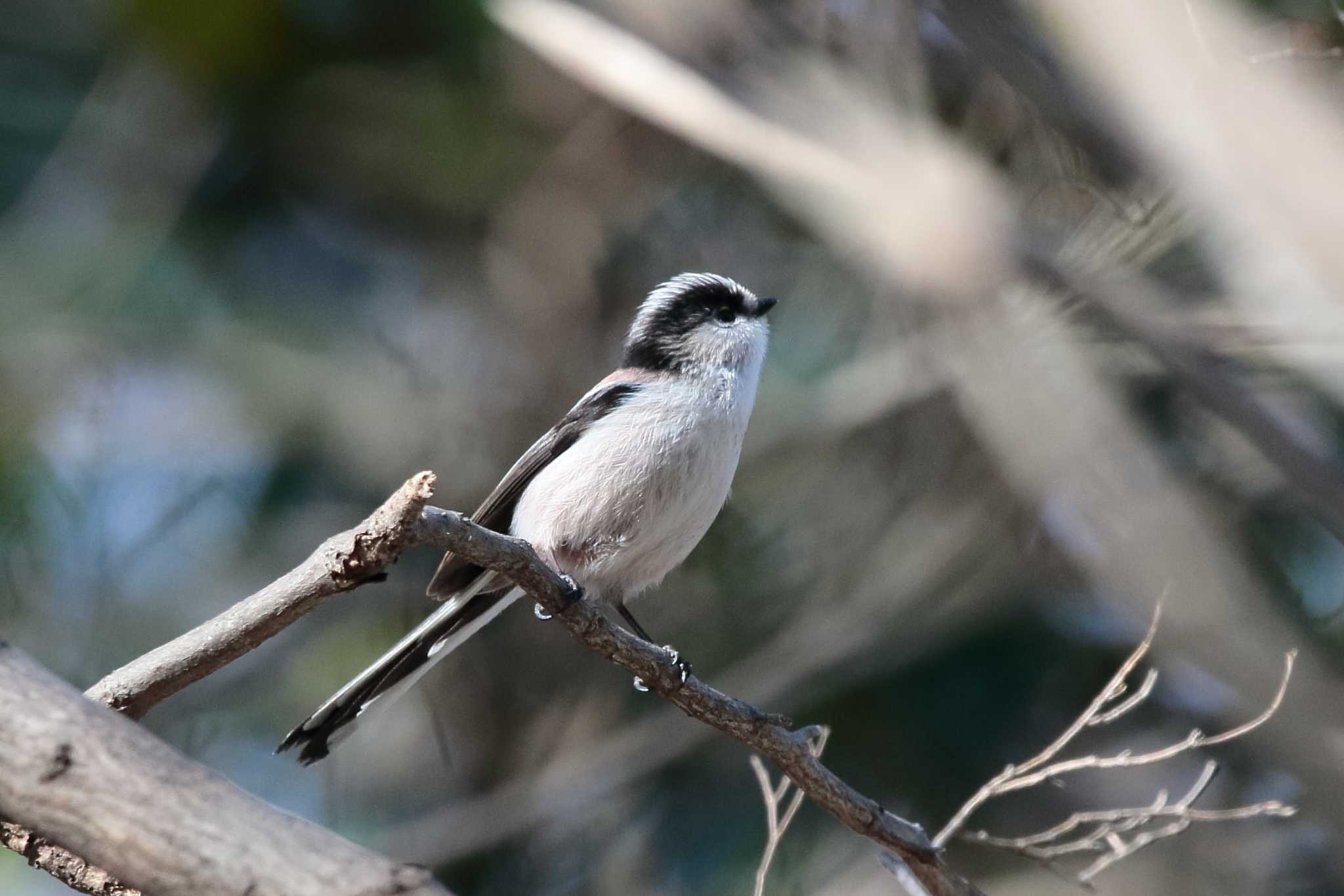 Photo of Long-tailed Tit at 豊橋公園 by Button-Down Freak