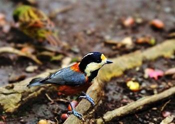 Varied Tit Meiji Jingu(Meiji Shrine) Sun, 11/11/2018