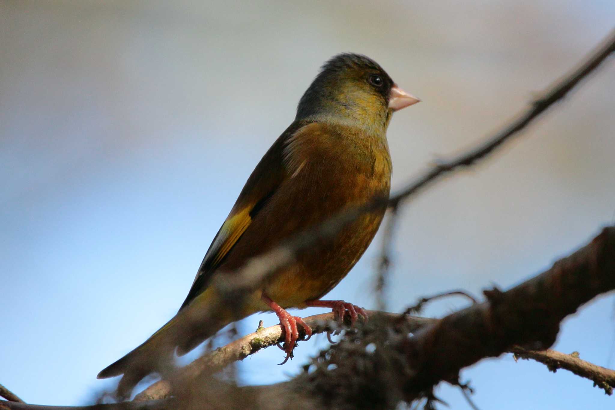 Photo of Grey-capped Greenfinch at 豊橋公園 by Button-Down Freak