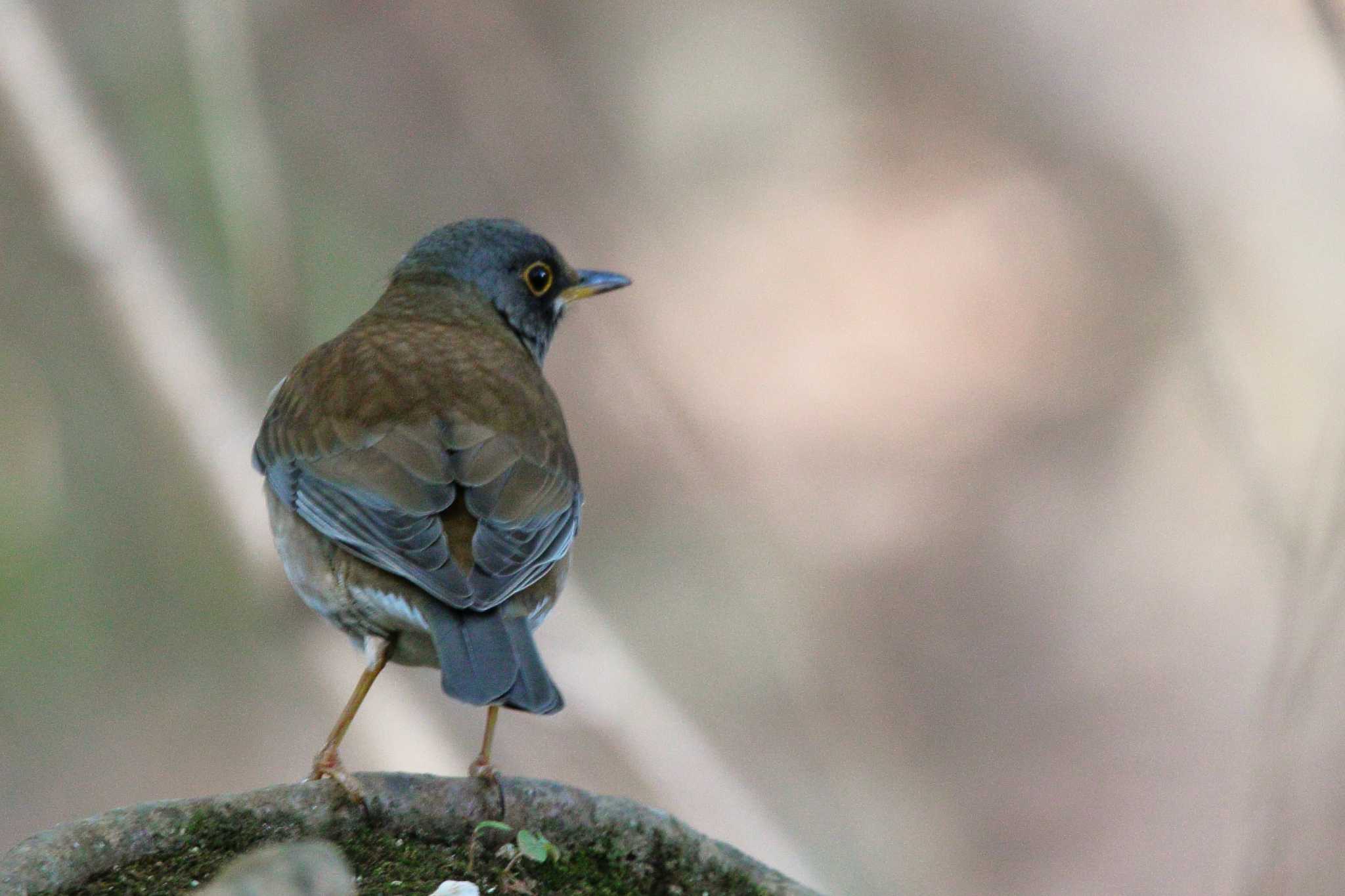 Photo of Pale Thrush at 豊橋公園 by Button-Down Freak