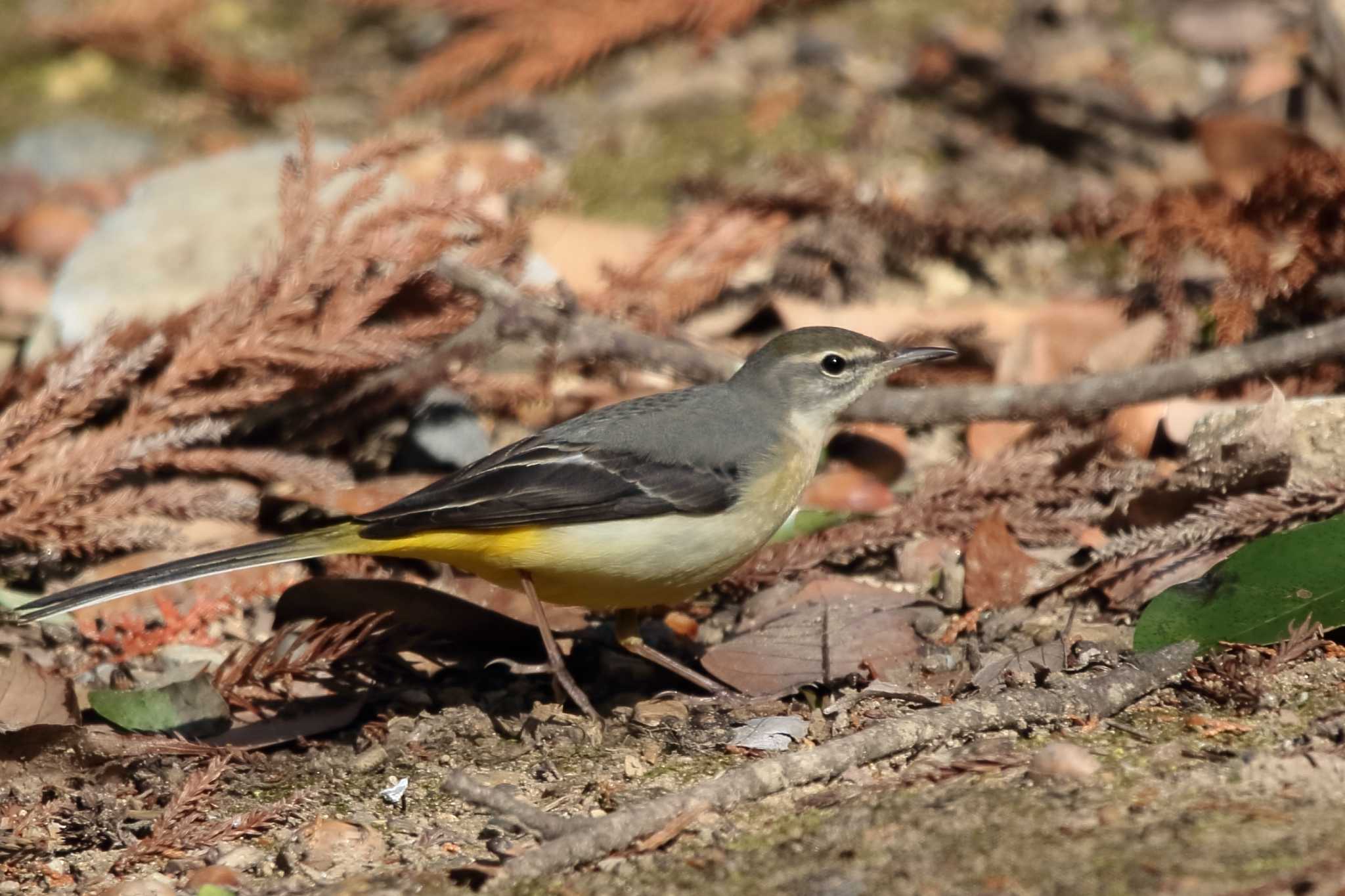 Photo of Grey Wagtail at 豊橋公園 by Button-Down Freak