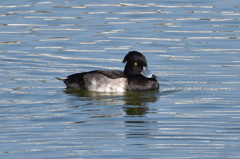 Tufted Duck Unknown Spots Thu, 11/8/2018