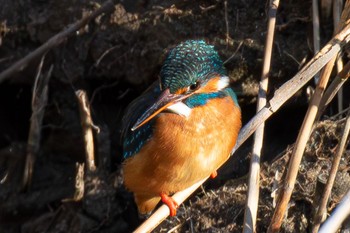 Common Kingfisher 島田川河口(山口県) Mon, 1/29/2024