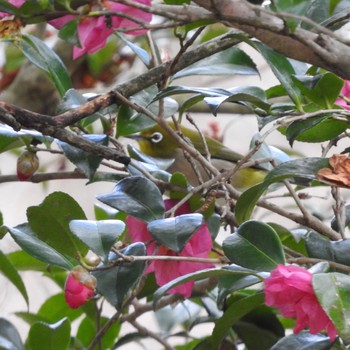 Warbling White-eye Kobe Forest Botanic Garden Mon, 1/29/2024